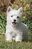 WESTIE 147